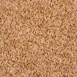 Avena para pájaro