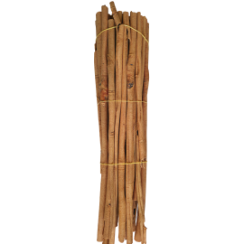 Cassia